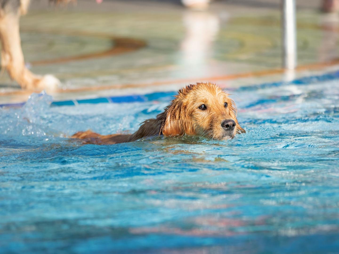 Hundeschwimmen im Freibad Gesundbrunnen