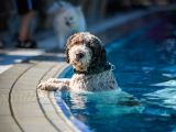 7. Heilbronner Hundeschwimmen im Freibad Gesundbrunnen