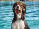 5. Heilbronner Hundeschwimmen im Freibad Gesundbrunnen