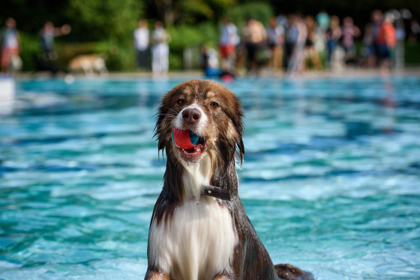 5. Heilbronner Hundeschwimmen im Freibad Gesundbrunnen